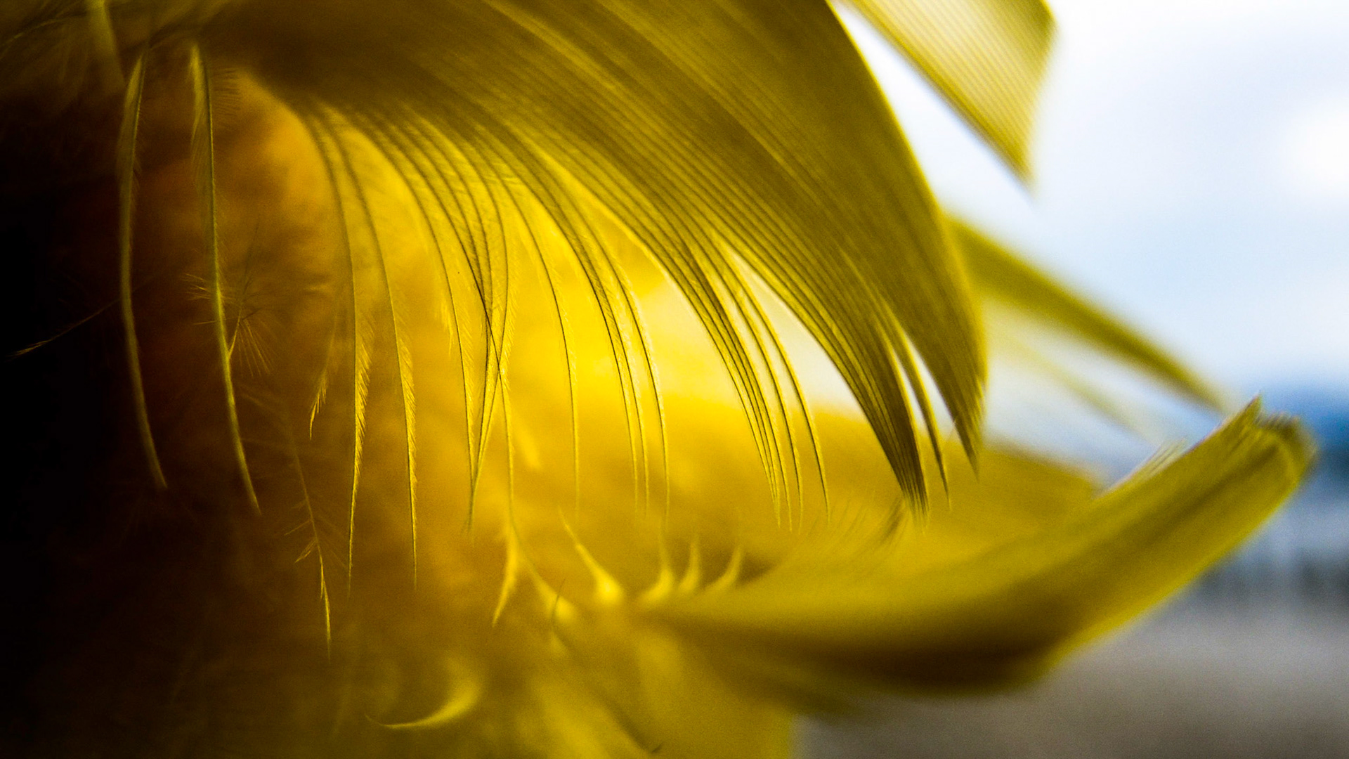 Feathering shapes 7