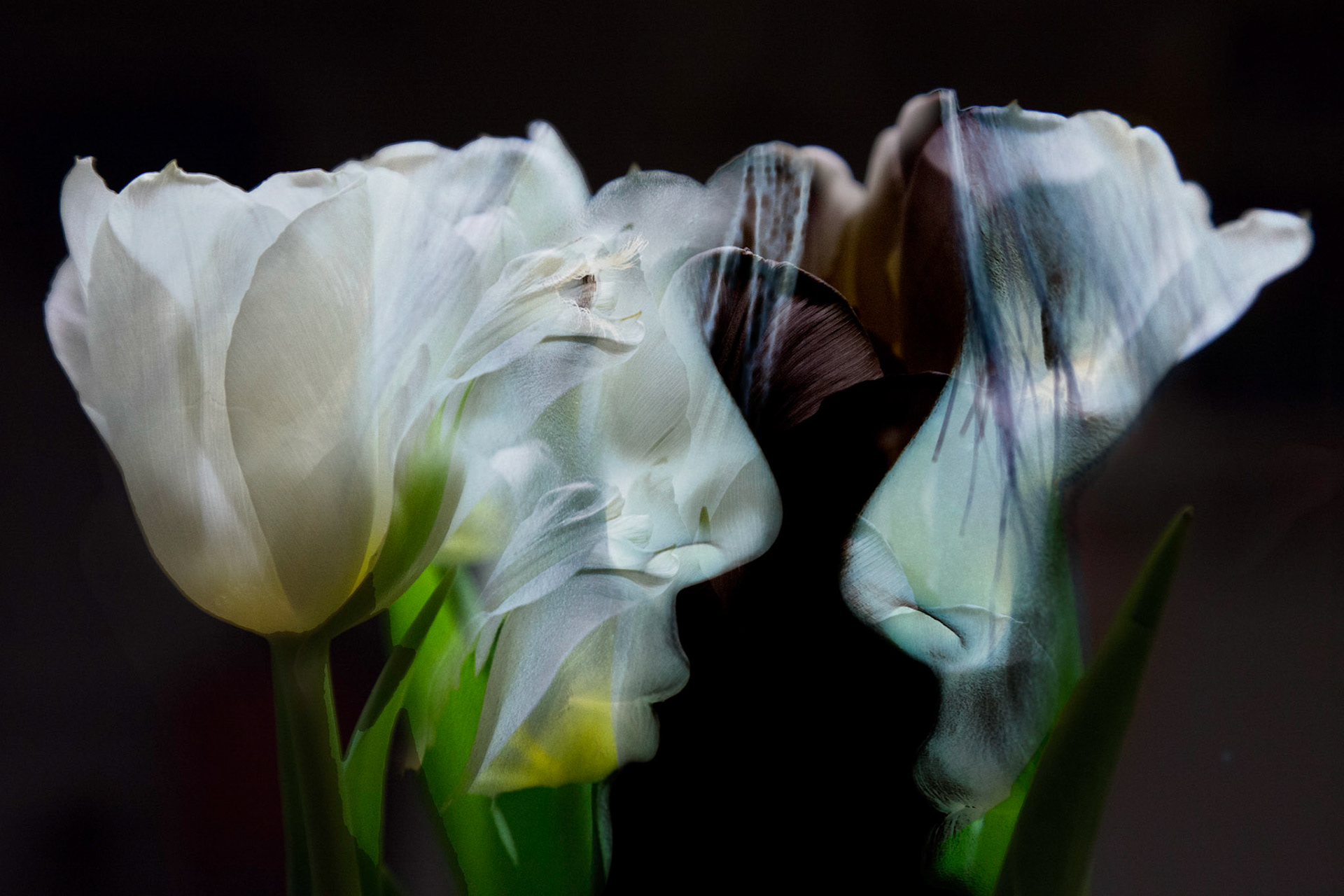 Magic Tulips 2