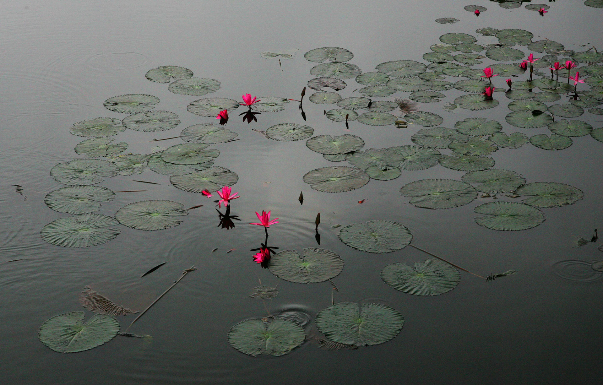 Flowers 2 HS4B3761adjust