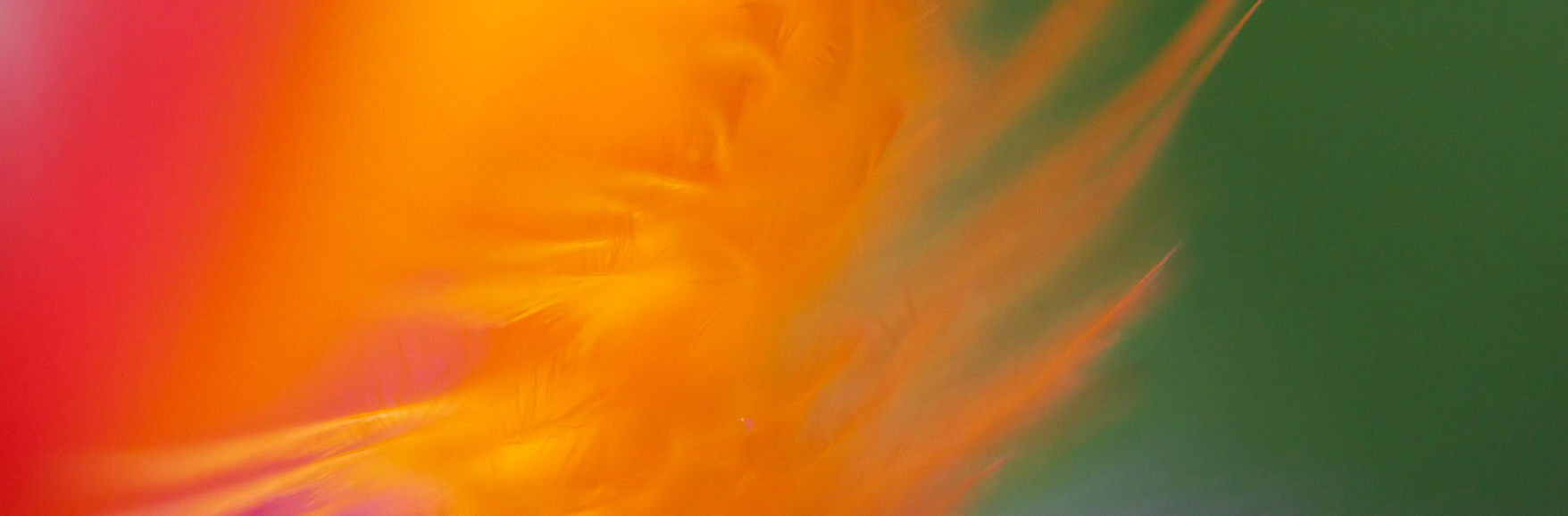 Feathers A 17 PAN