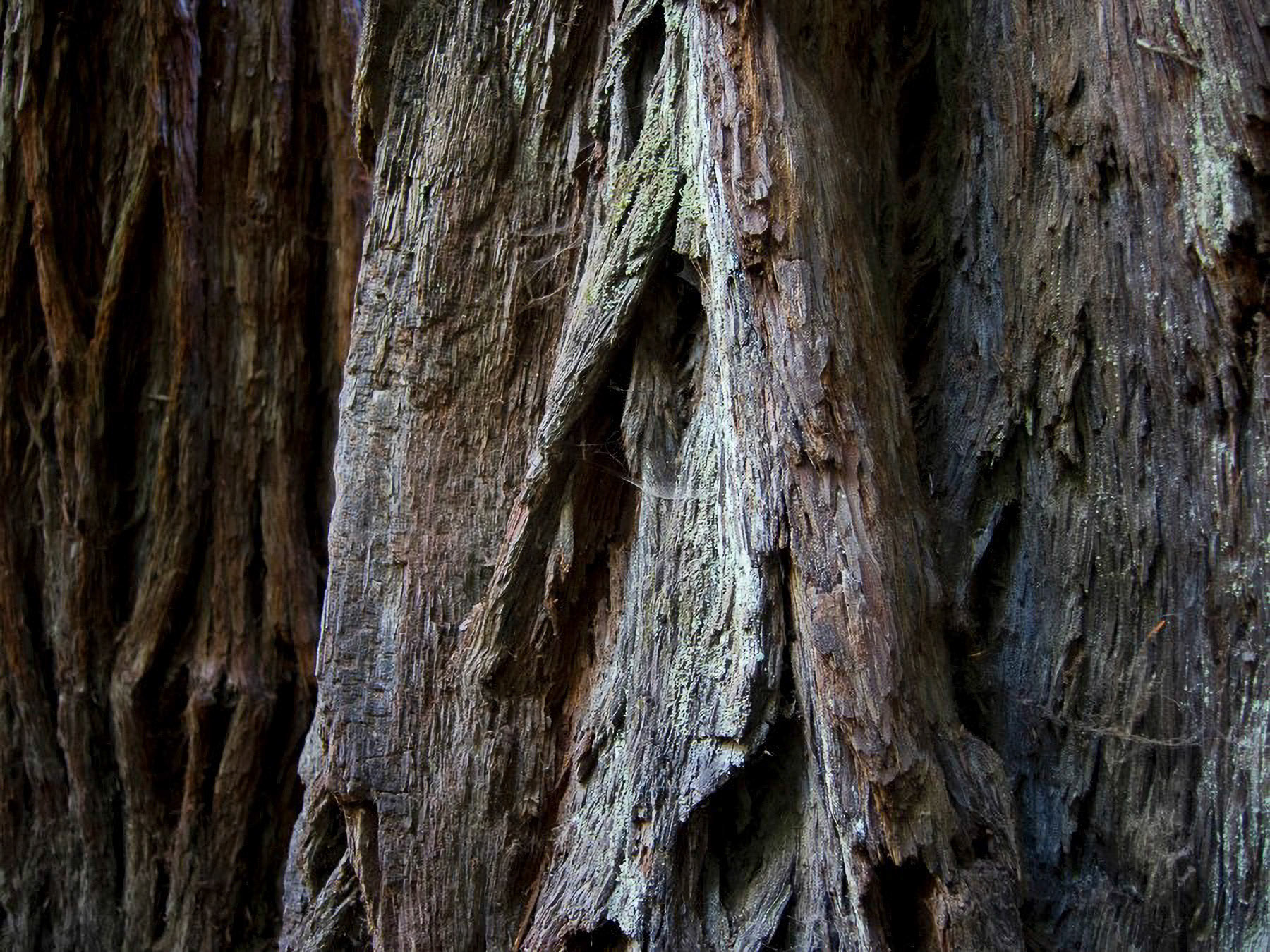 US 2013 Nature--11