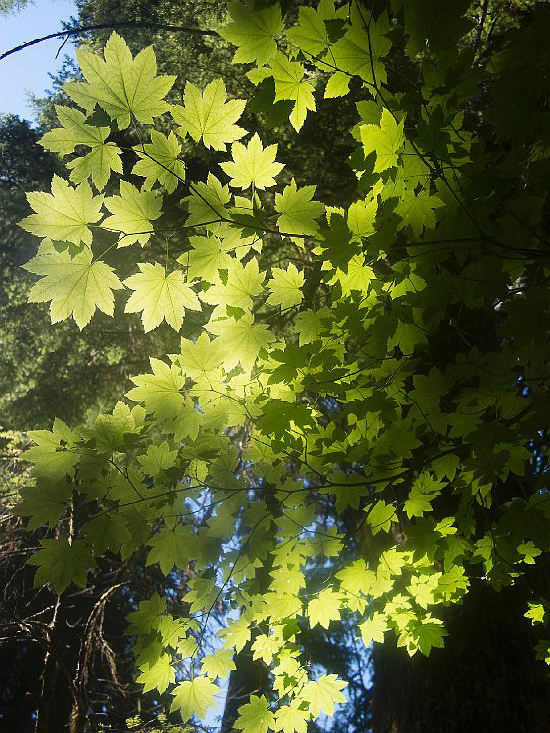US 2013 Nature-3703