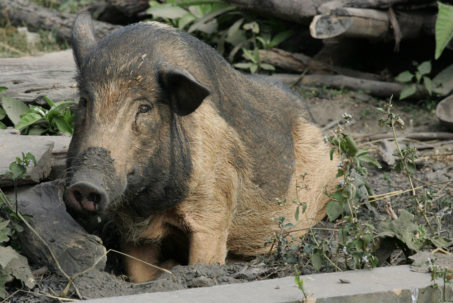 Pig HS4B3569