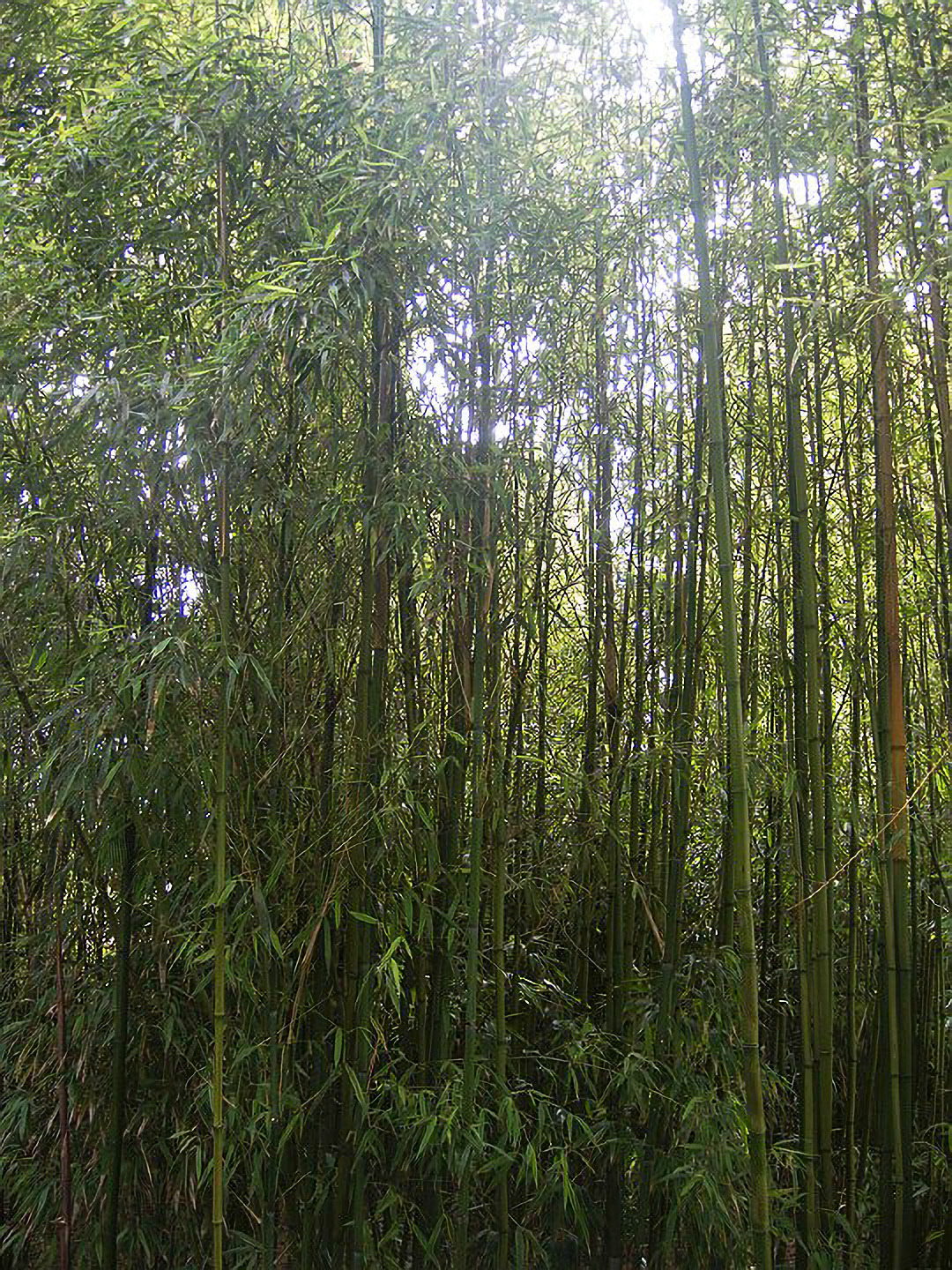 US 2013 Nature-5331