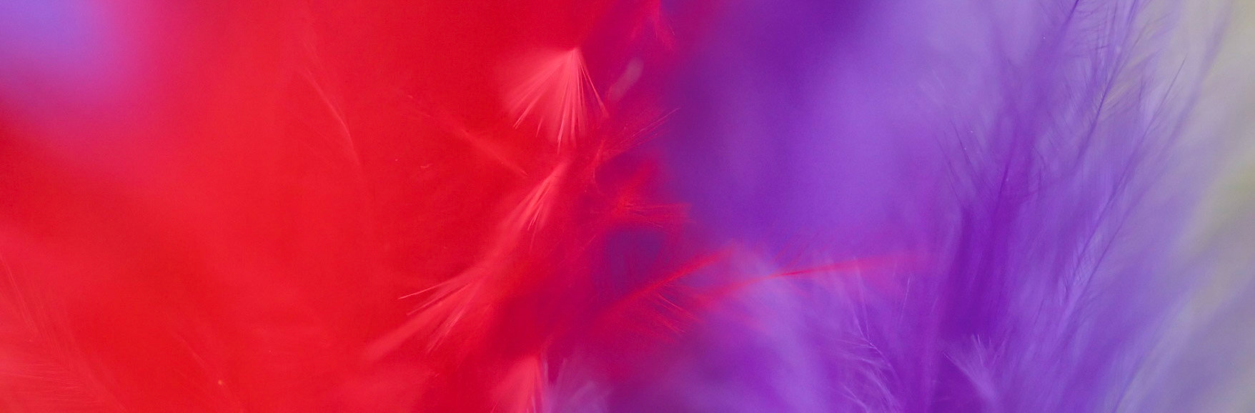 Feathers A 08 PAN