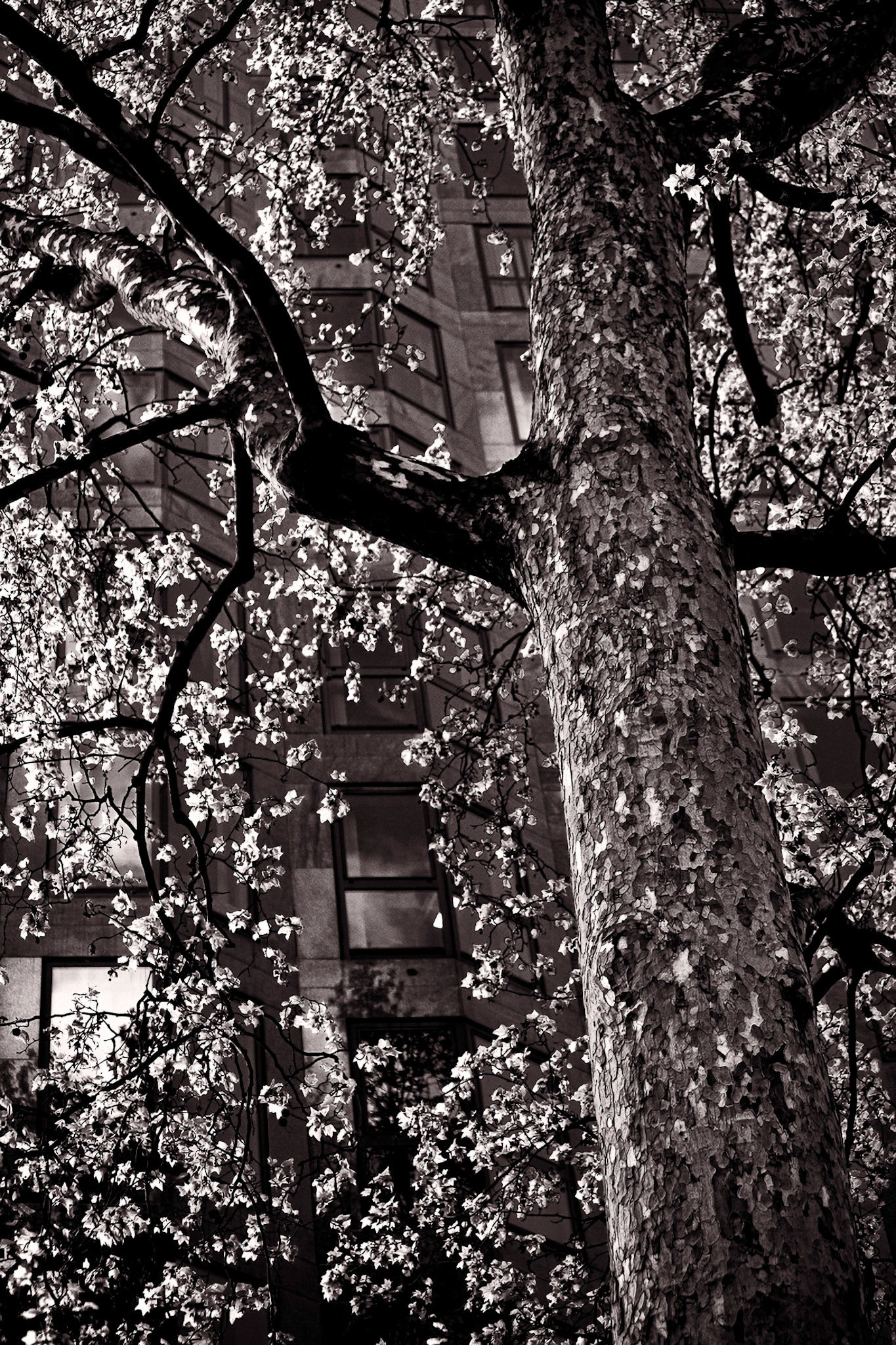 London_MG_7210-Edit (2)