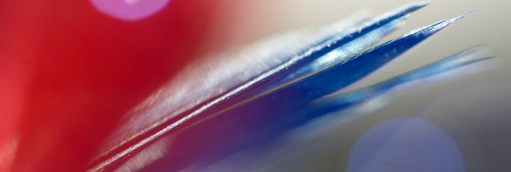 Feathers B 08 PAN