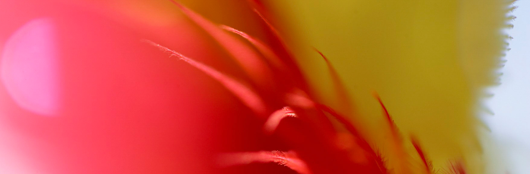 Feathers B 15 PAN