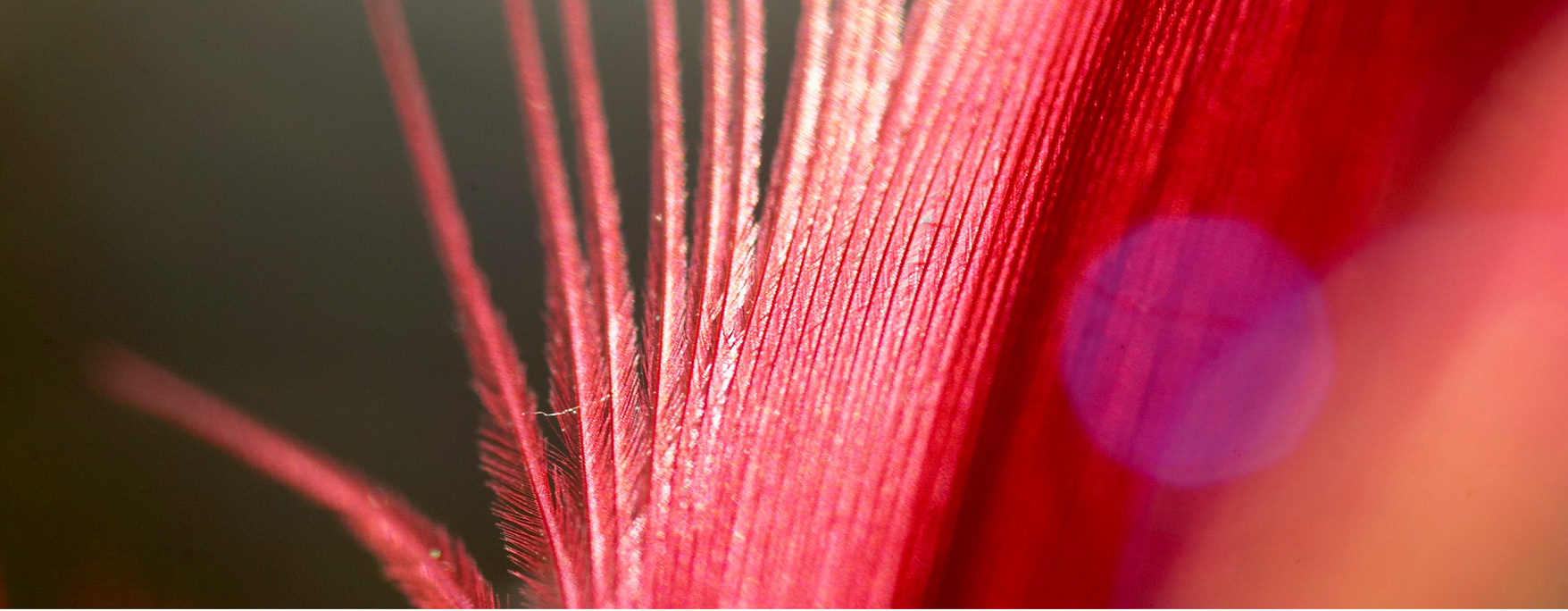 Feathers B 09 PAN