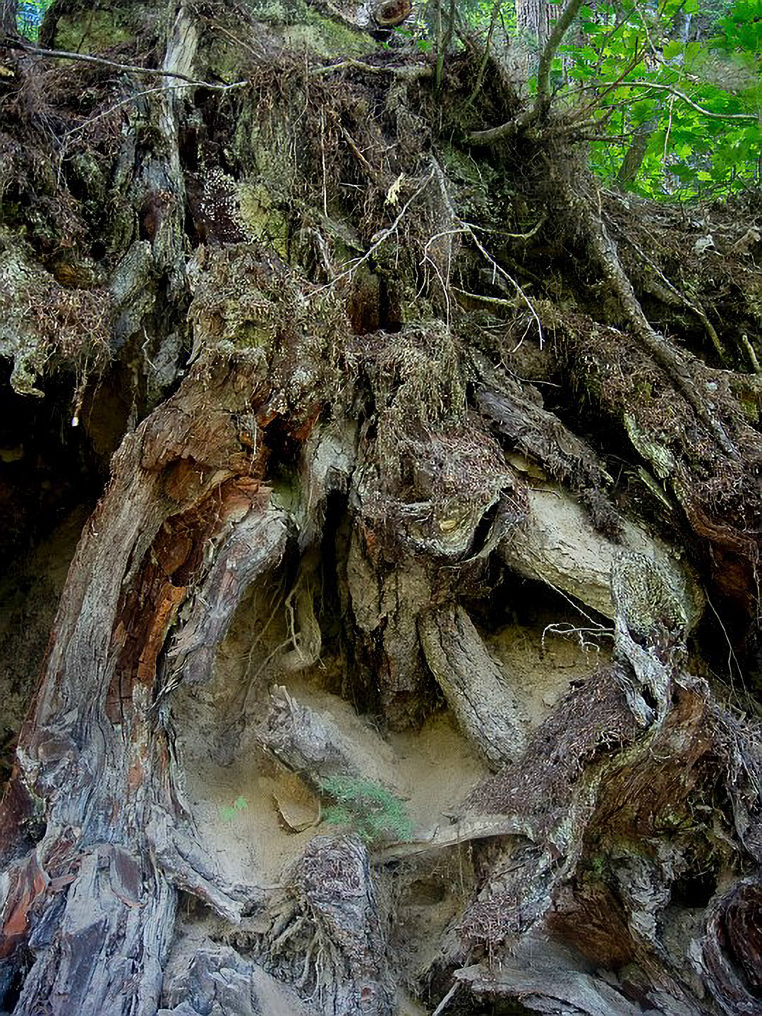 US 2013 Nature-3619