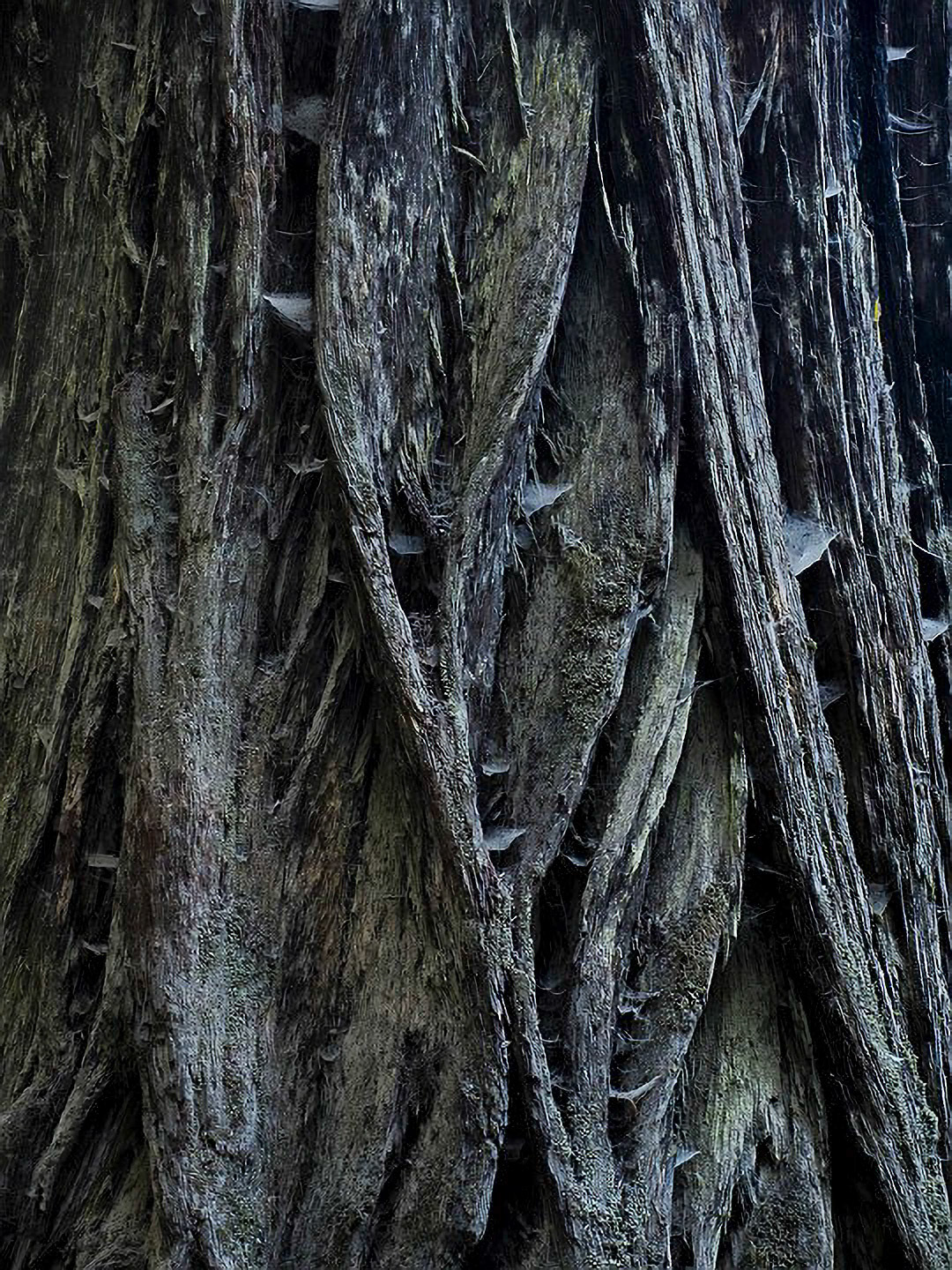 US 2013 Nature--21