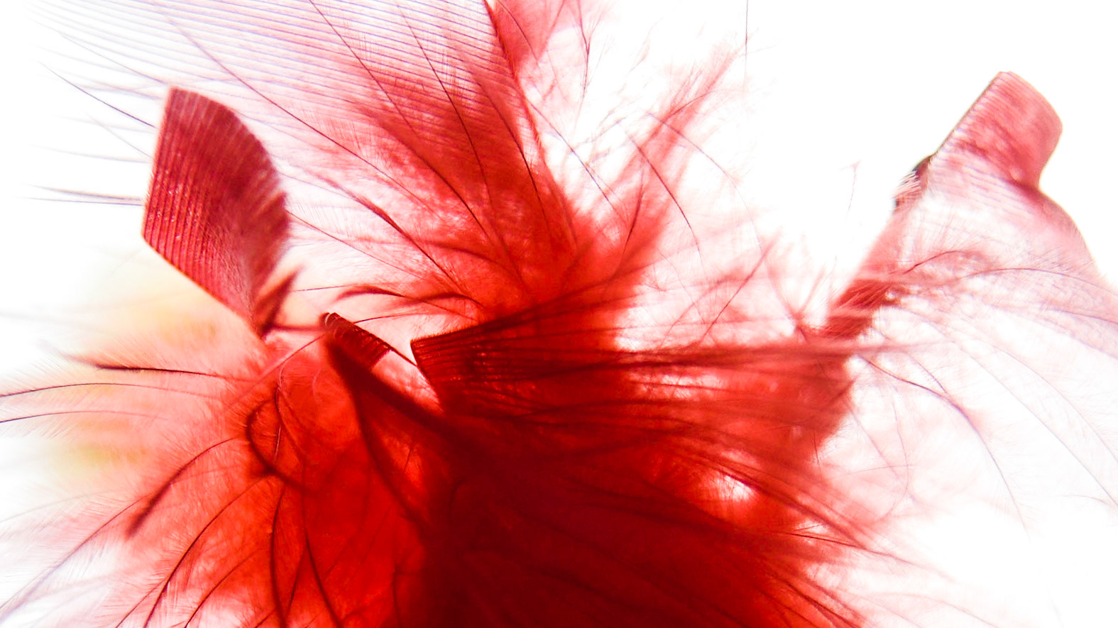 Feathering shapes 13