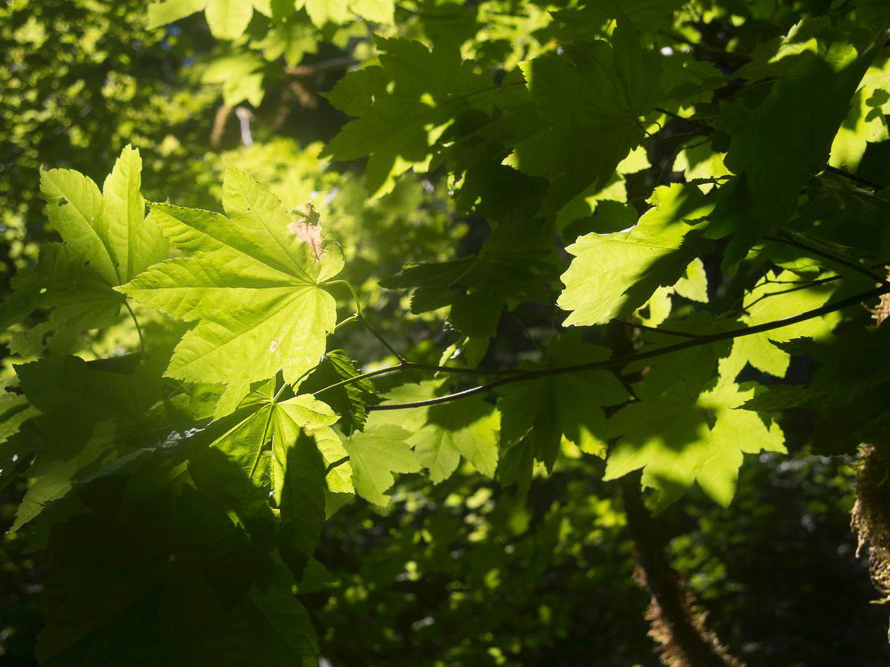 US 2013 Nature-3697