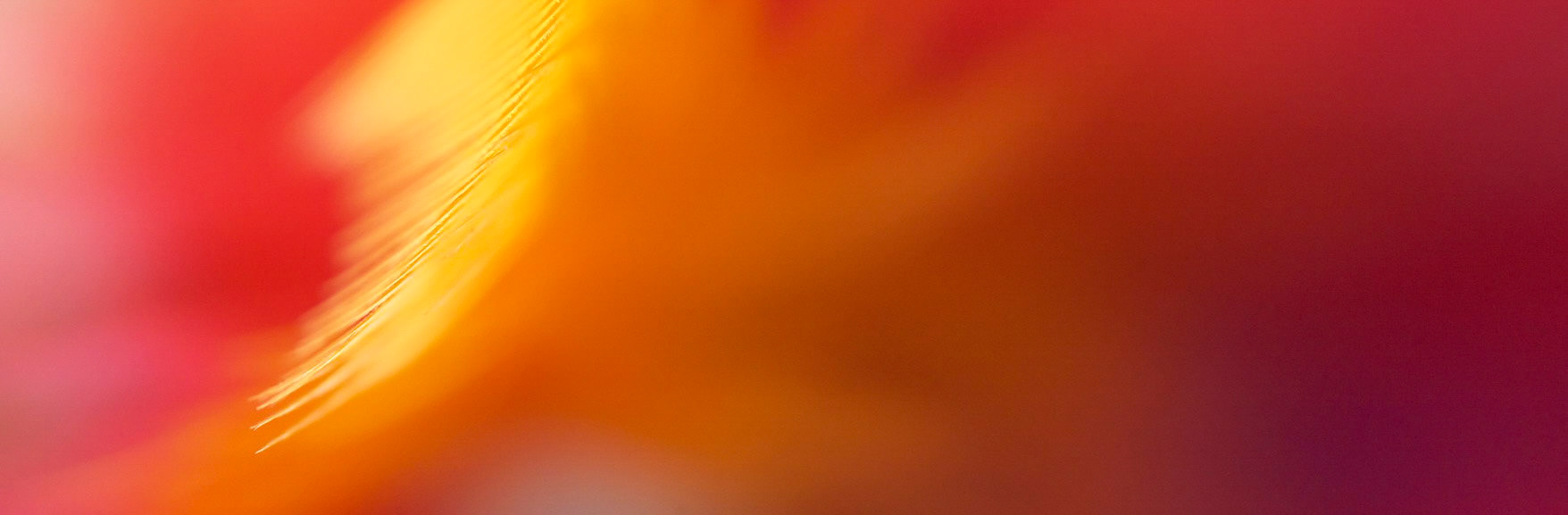 Feathers A 27 PAN