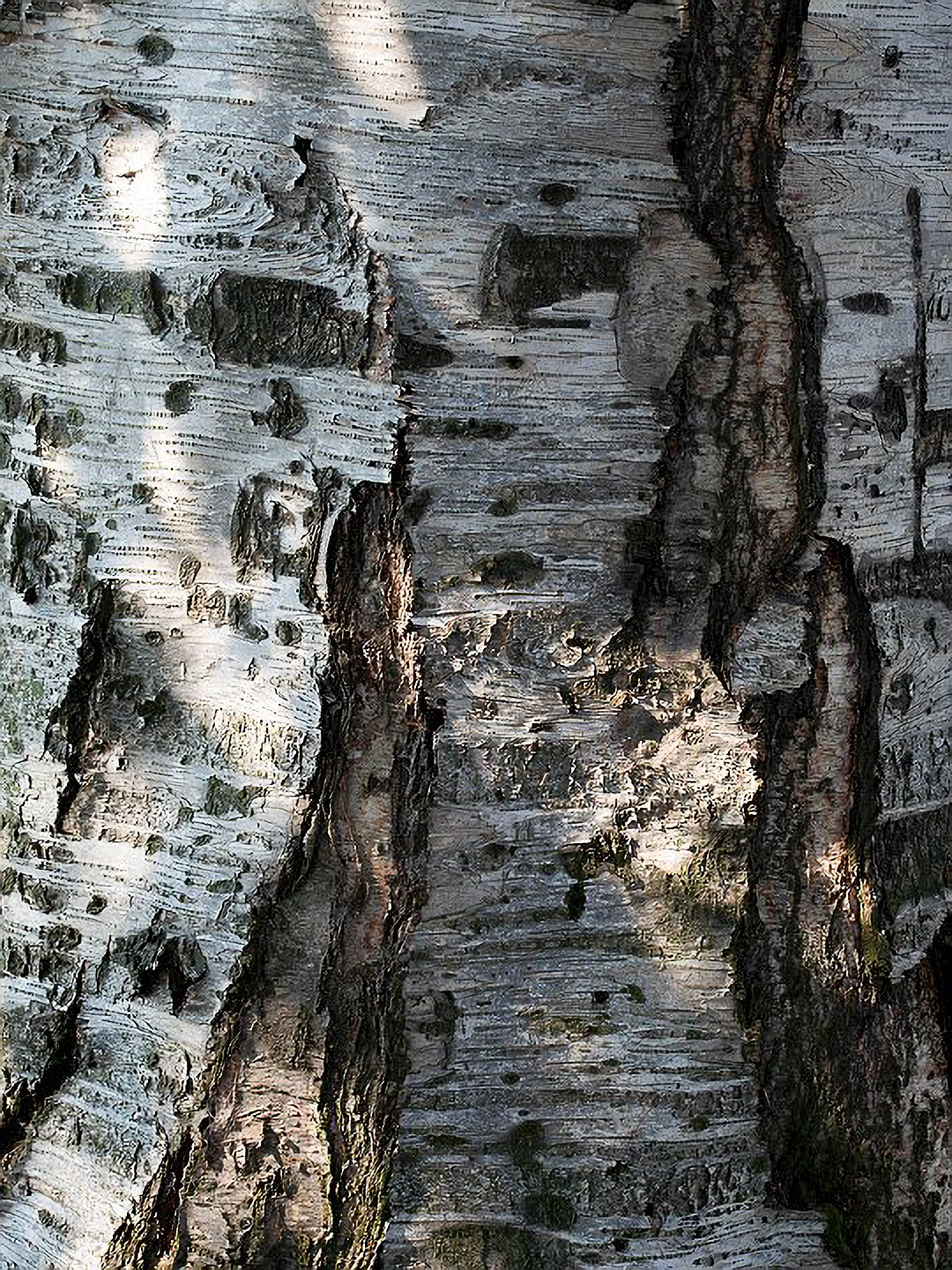 US 2013 Nature-4286