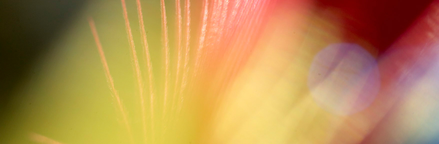 Feathers B 03 PAN