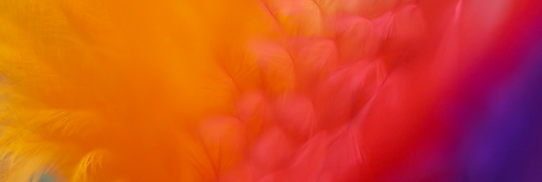 Feathers A 12 PAN