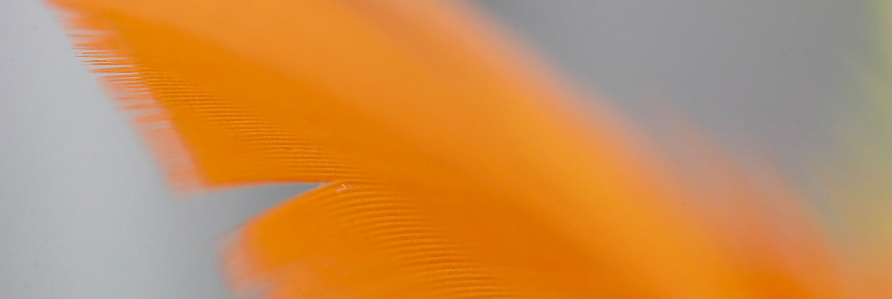Feathers A 26 PAN