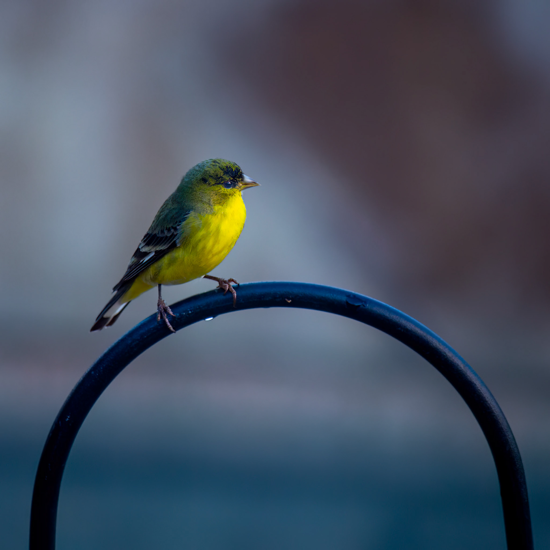 Palm Dessert, California