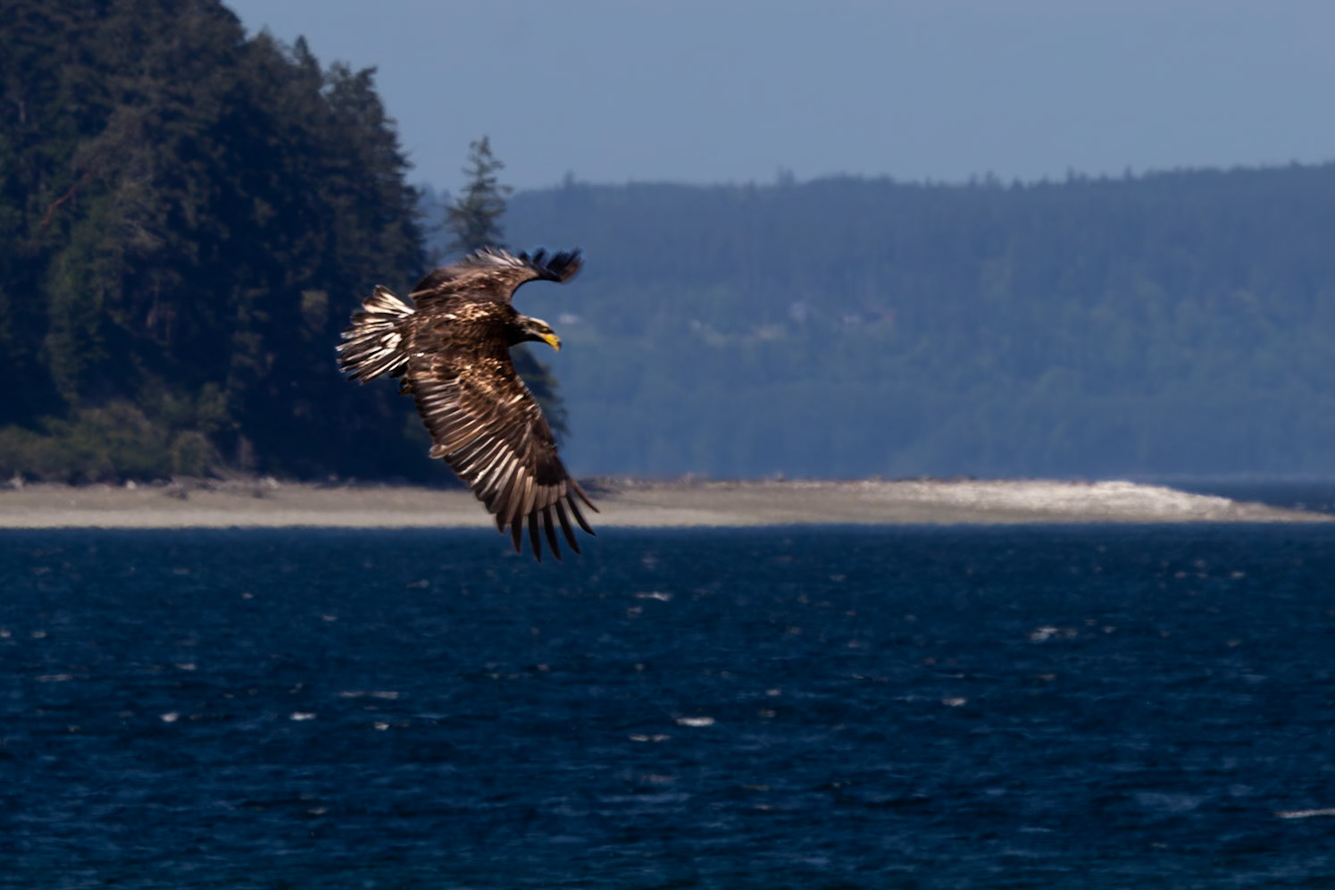 Juvenile Bald Eagle, Big Beef Creek, Seabeck, Washington