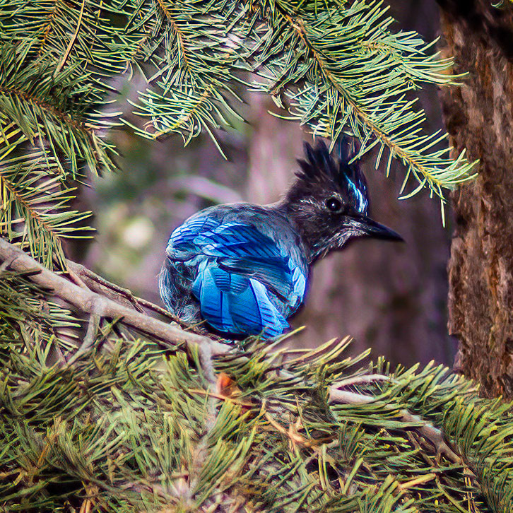 Stellers Jay, Eastern Sierras, California