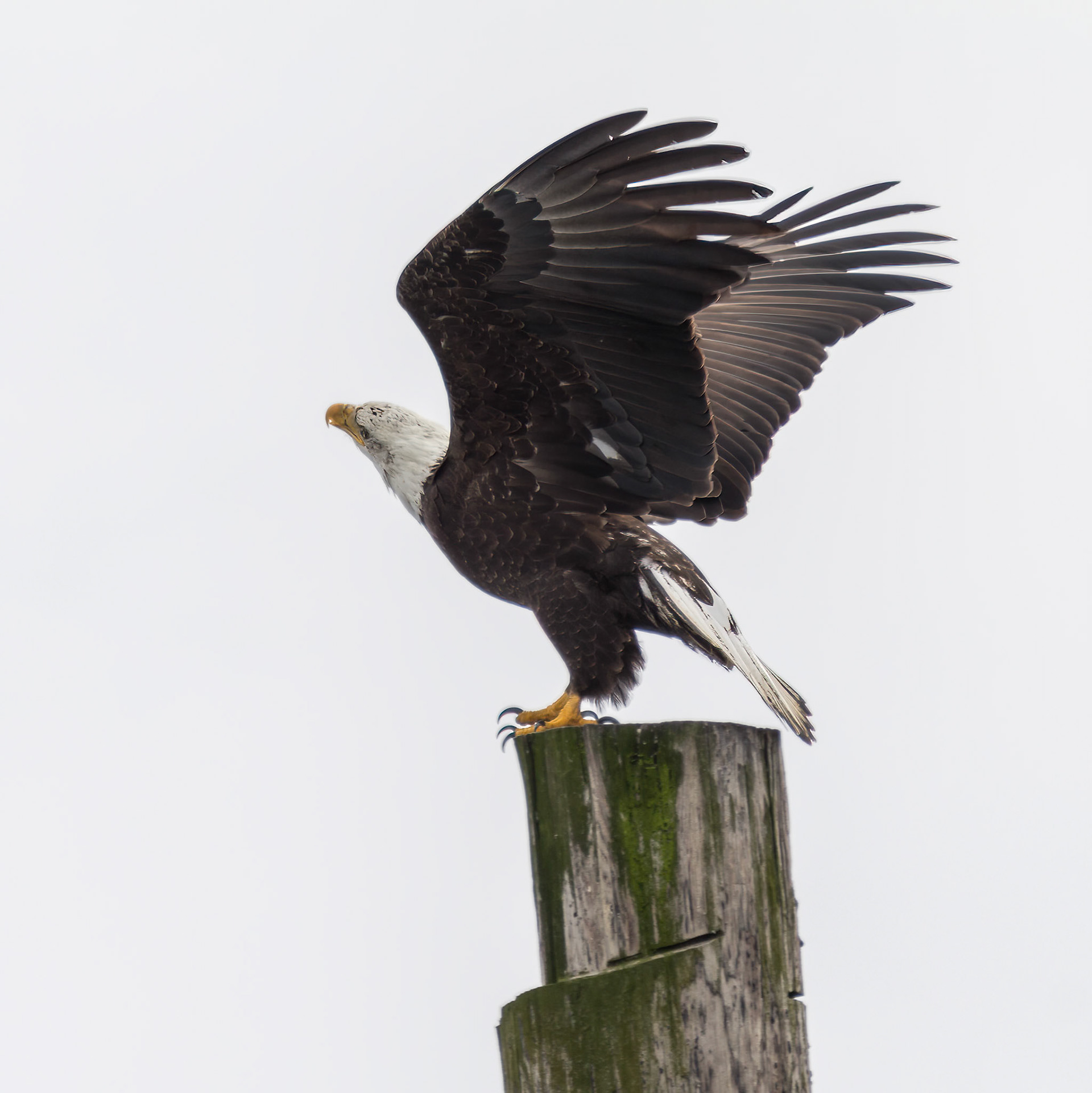 Bald Eagle, Port Townsend, Washington