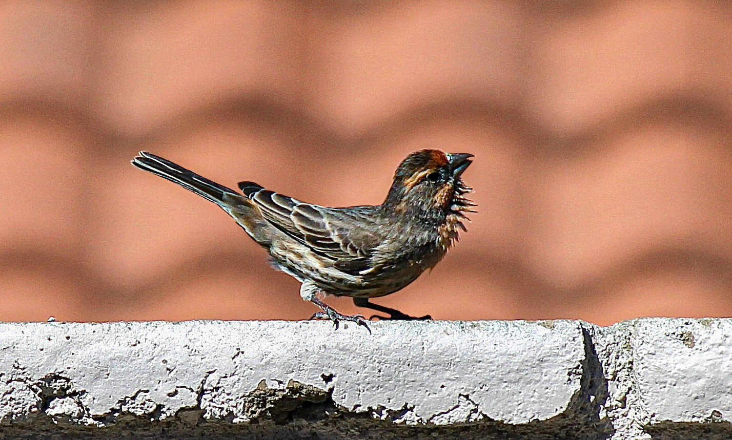 Palm Desert, California