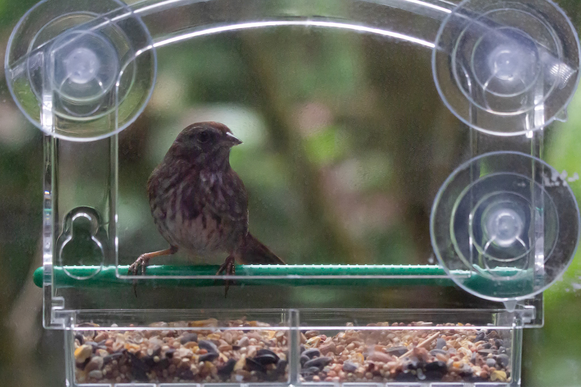 At our bird feeder, Port Ludlow, Washington