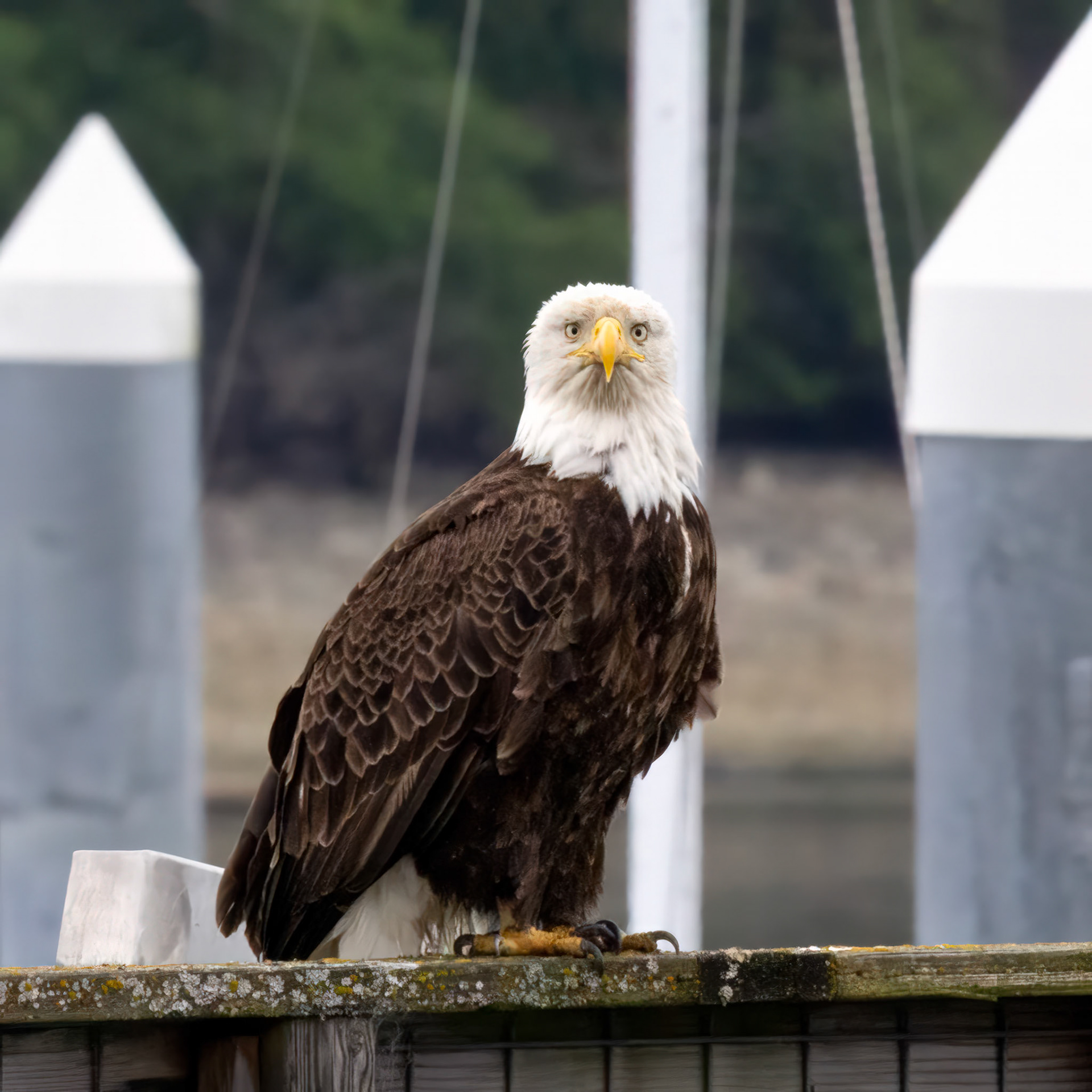 Bald Eagle keeping an eye on the photographer, Seabeck, washington