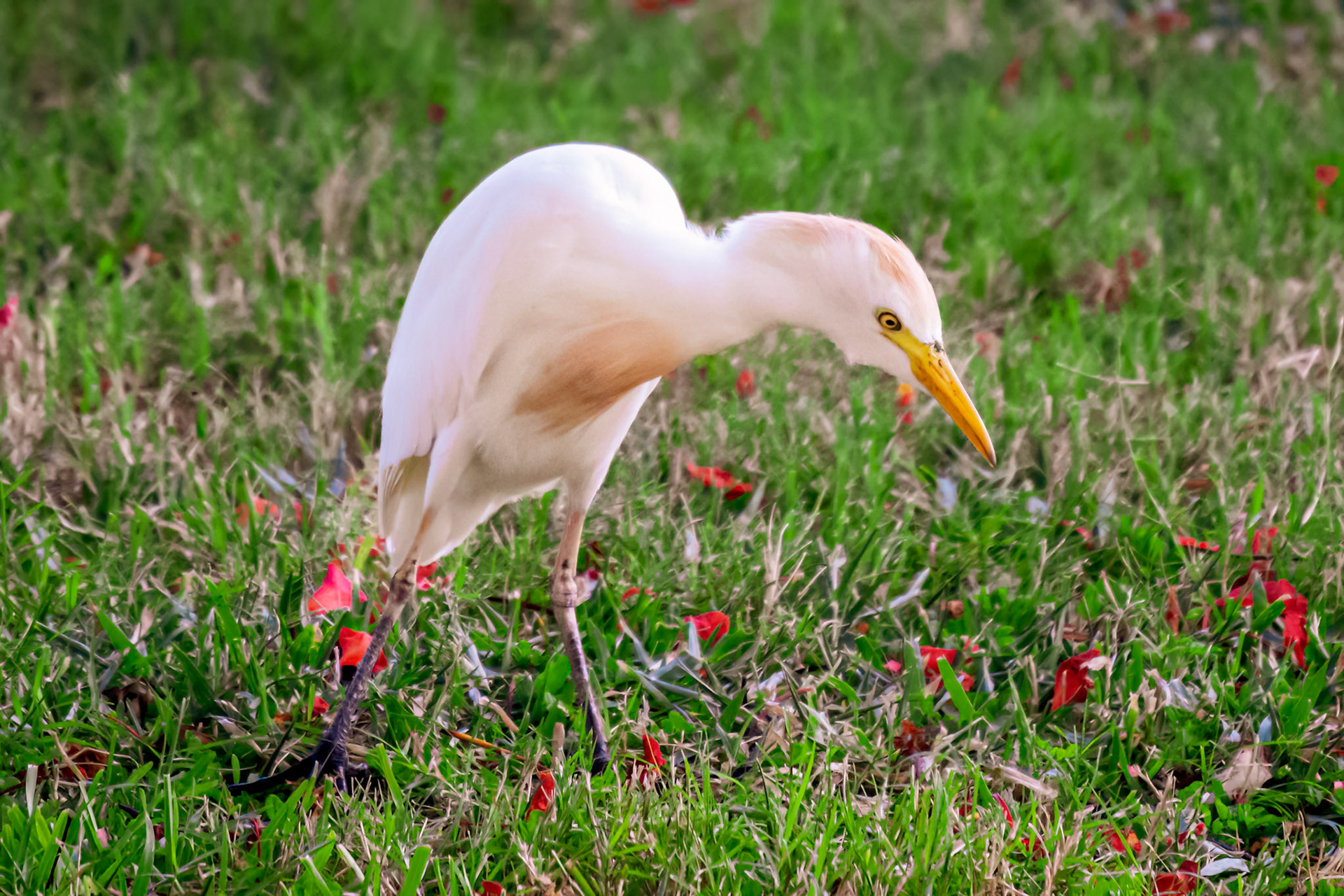White Egret, Pearl Harbor, Hawaii