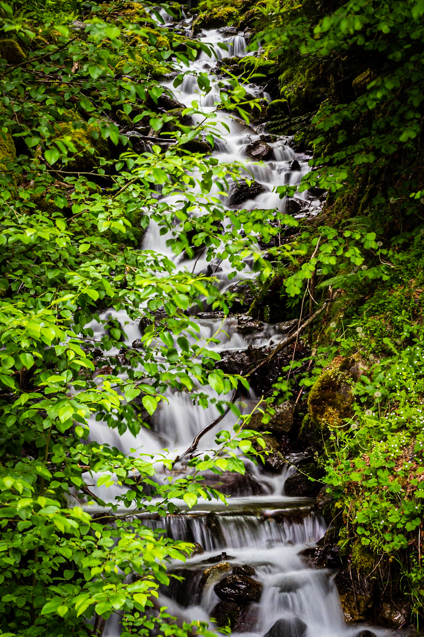 Olympic National Park, Washington