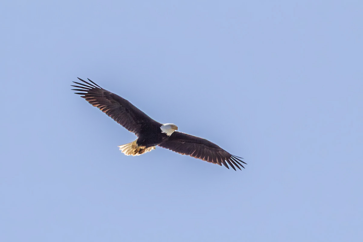 Bald Eagle, Big Beef Creek, Seabeck, Washington