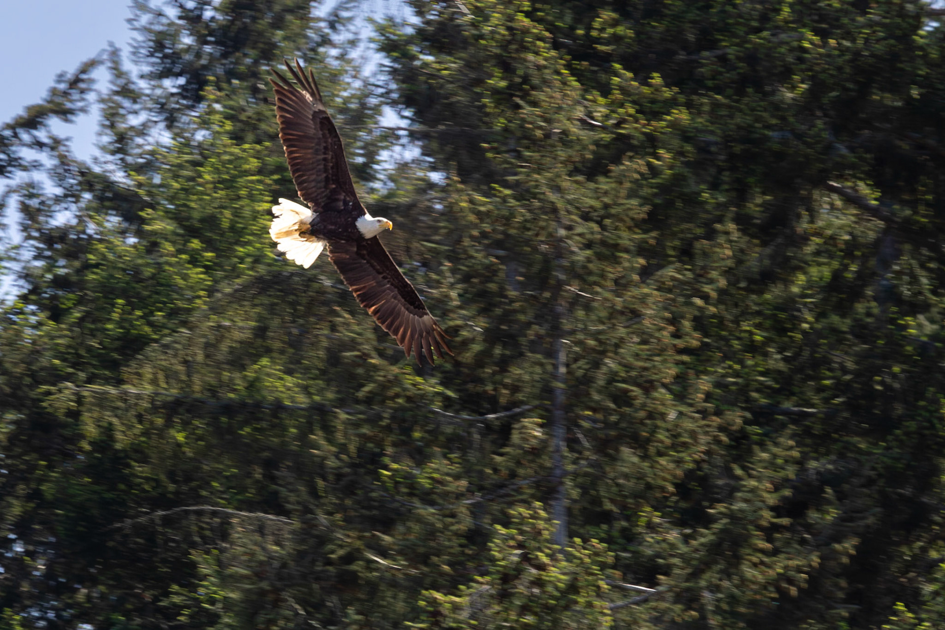 Bald Eagle, Big Beef Creek, Seabeck, Washington