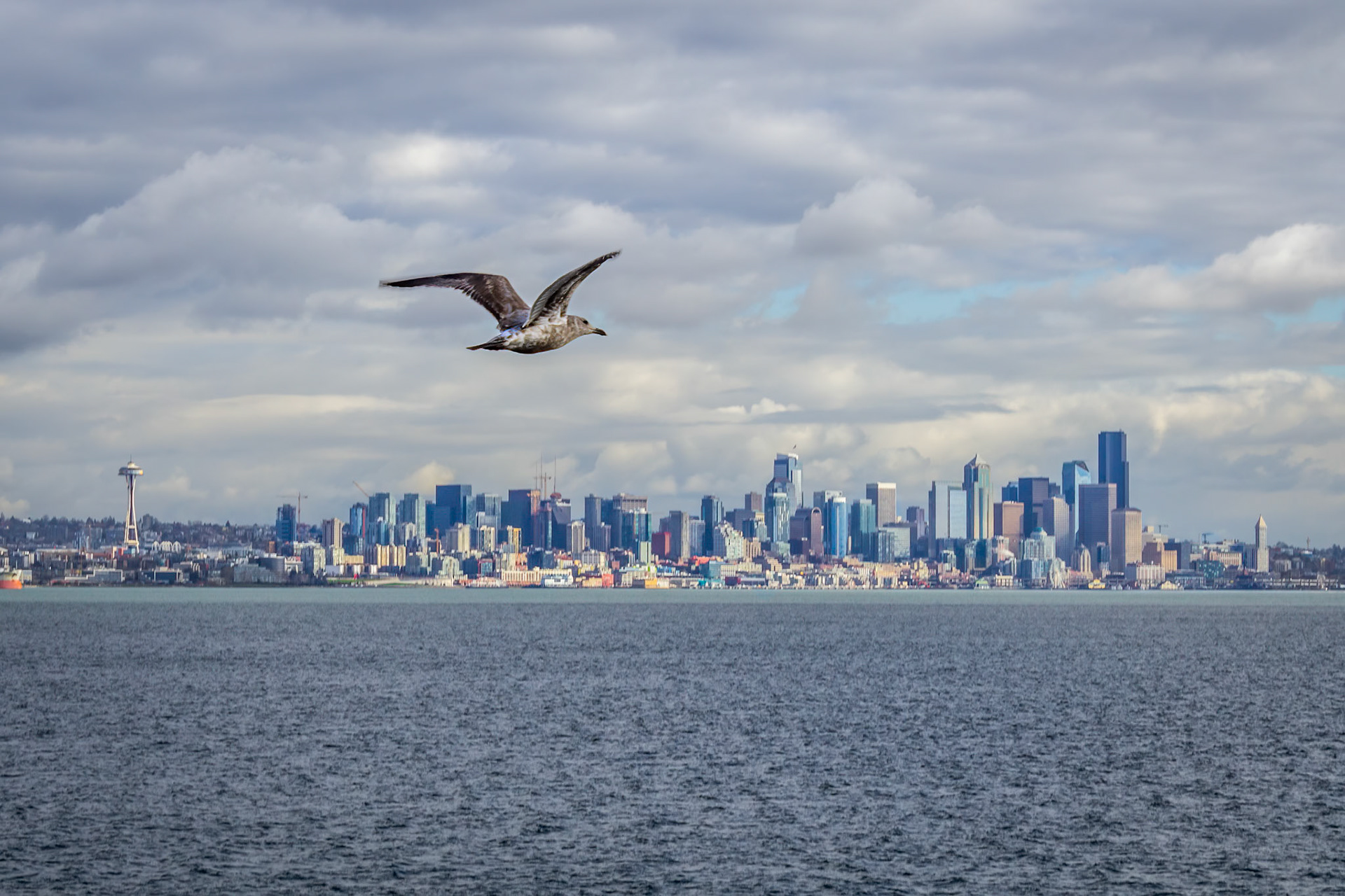 Seattle with sea gull photobomb