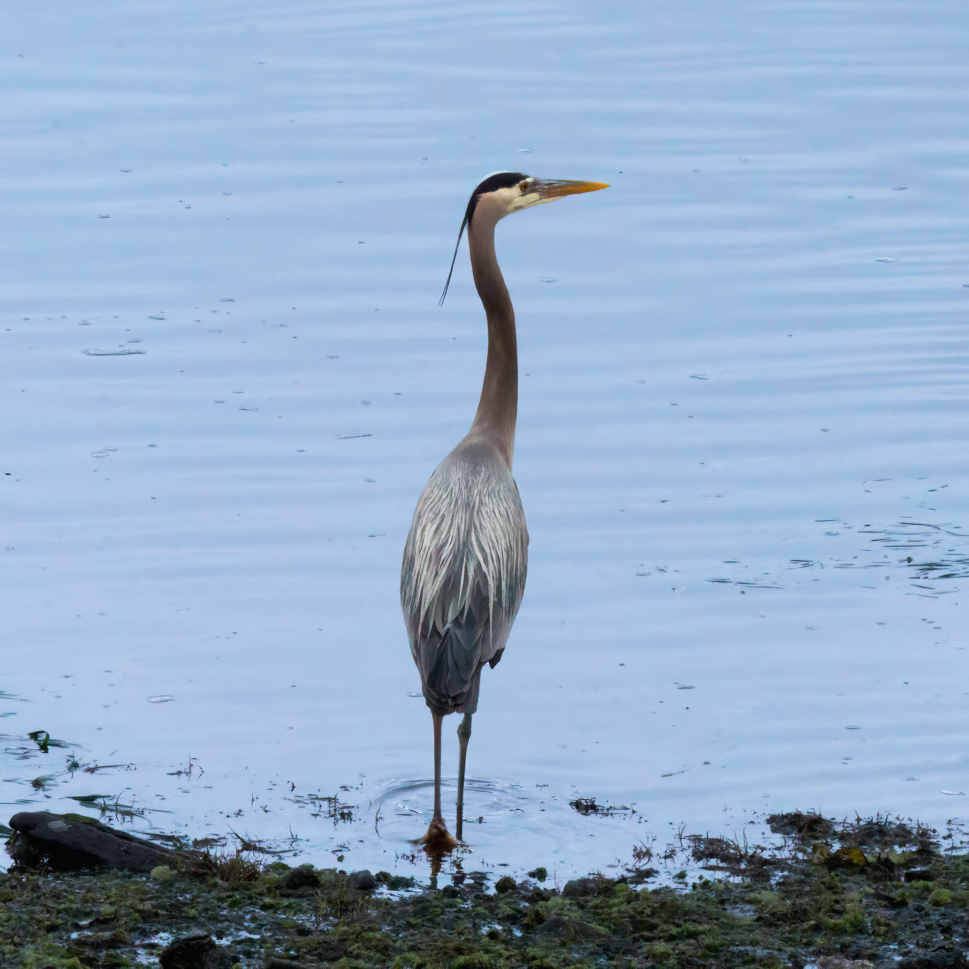 Great Blue Heron, Seabeck, Washington