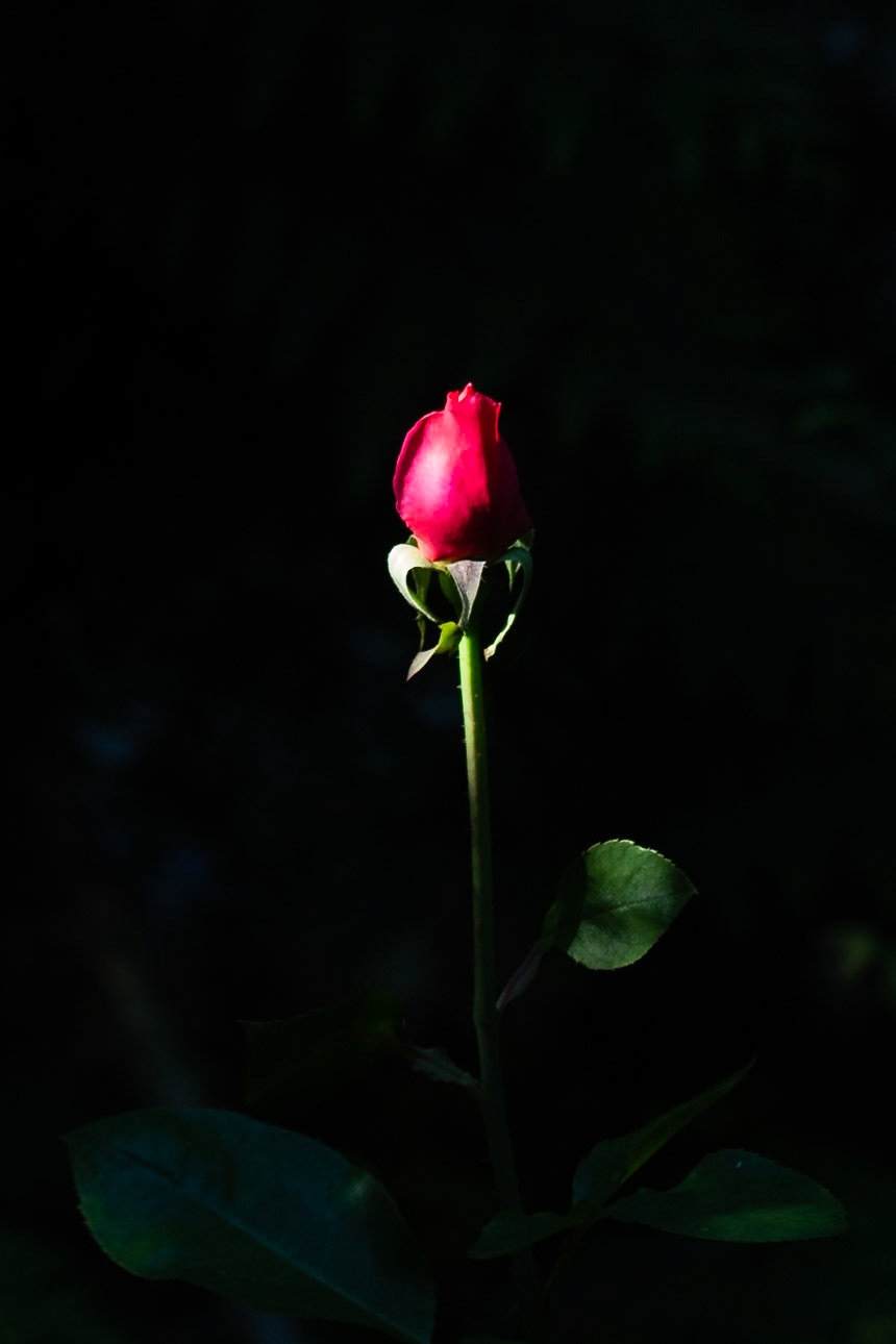 Rose in our backyard, Port Ludlow, Washington