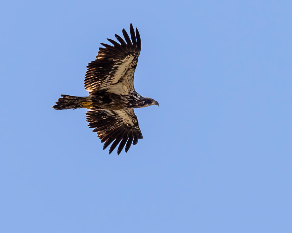 Juvenile Bald Eagle, Big Beef Creek, Seabeck, Washington