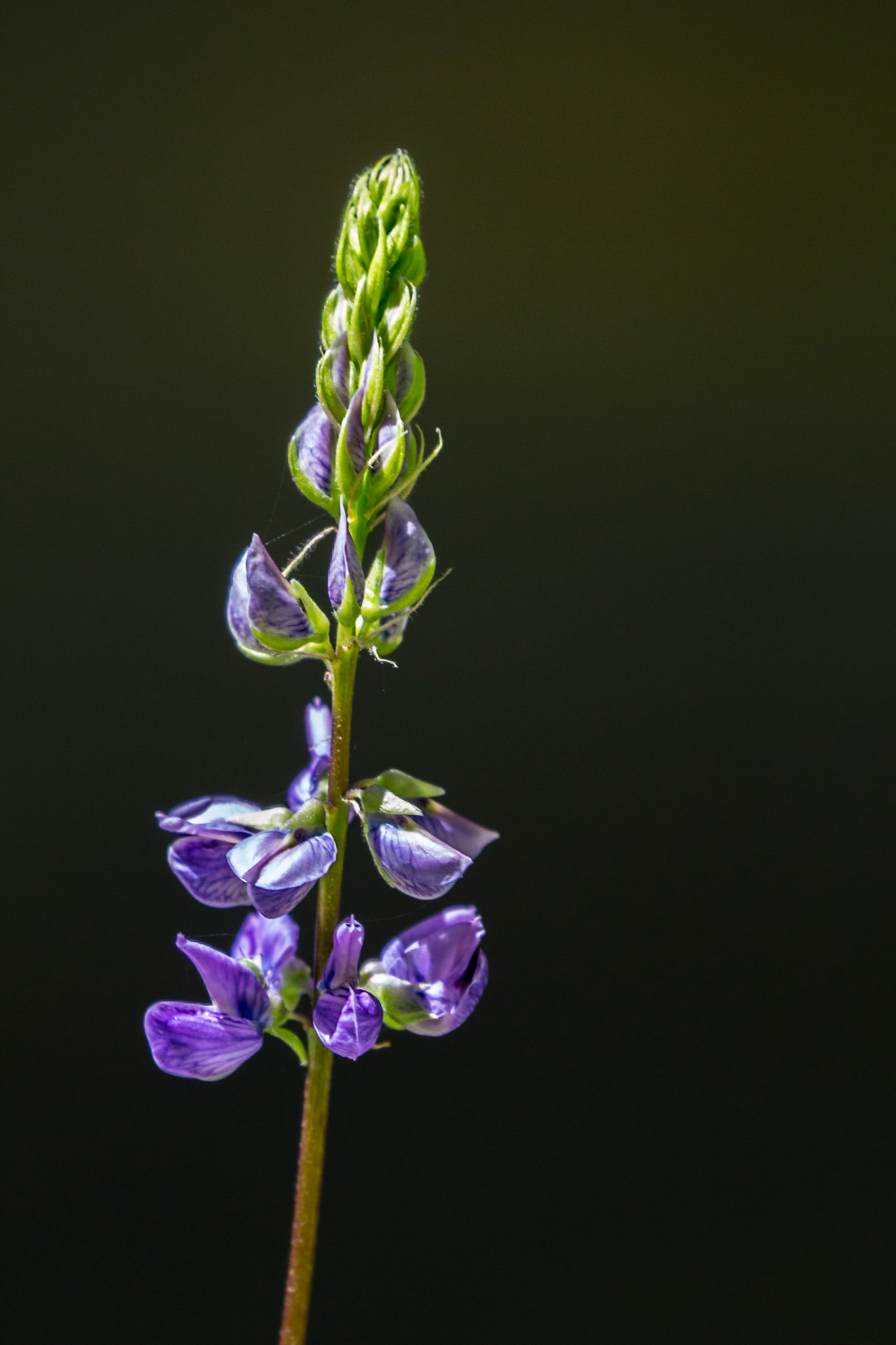 Eastern Sierras, California