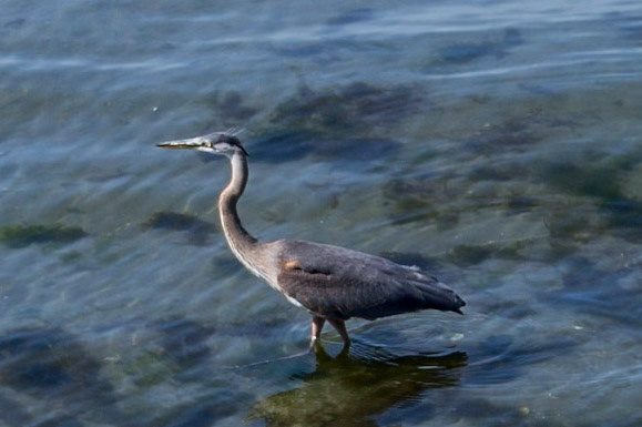 Great Blue Heron, Kingston, Washington