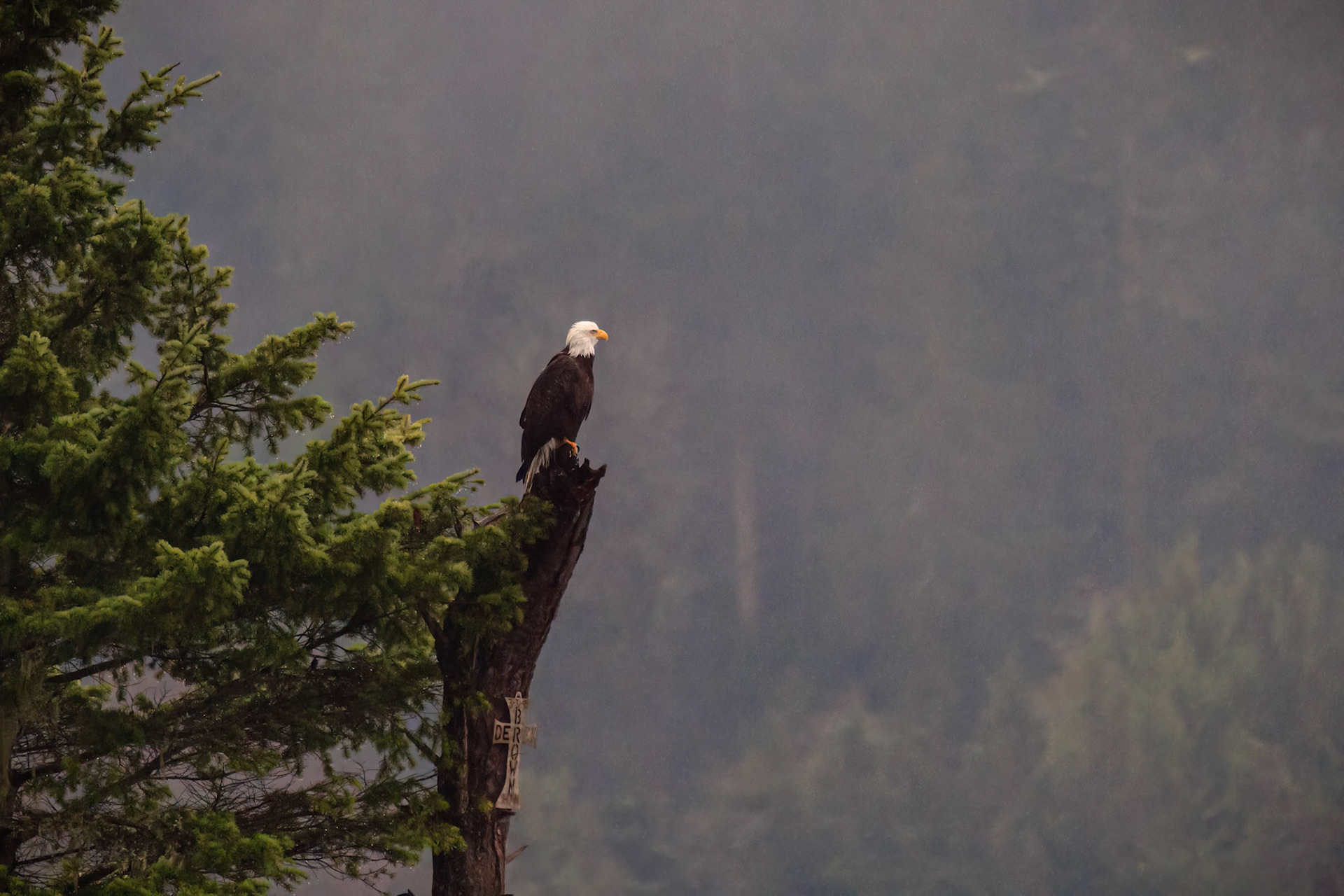 Bald Eagle, Tongue Point Park, Washington