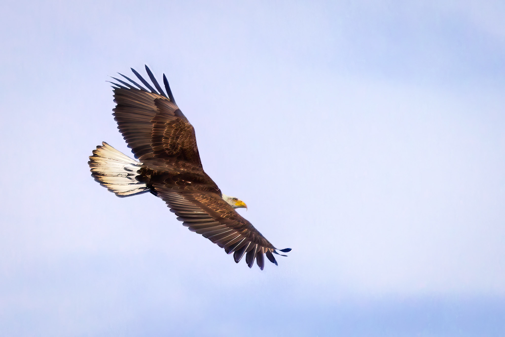 Bald Eagle, Port Townsend, Washington