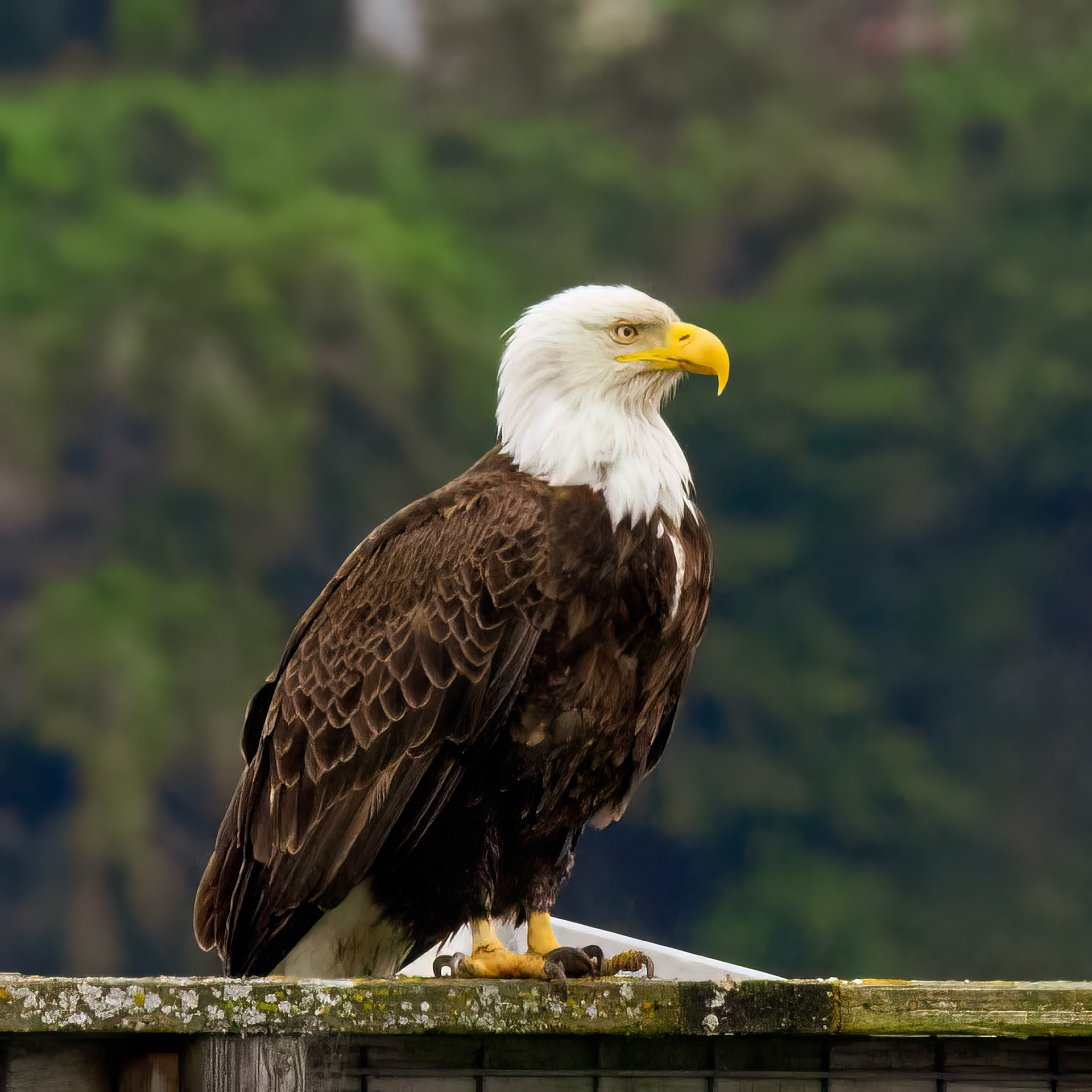 Bald Eagle, Seabeck, washington
