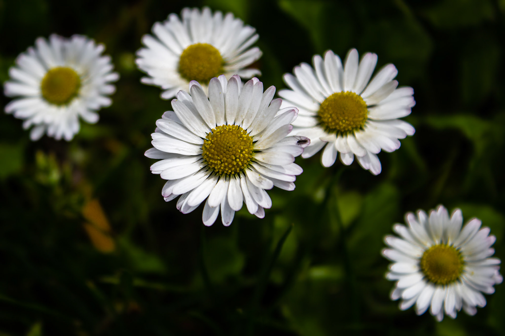 Daisies
