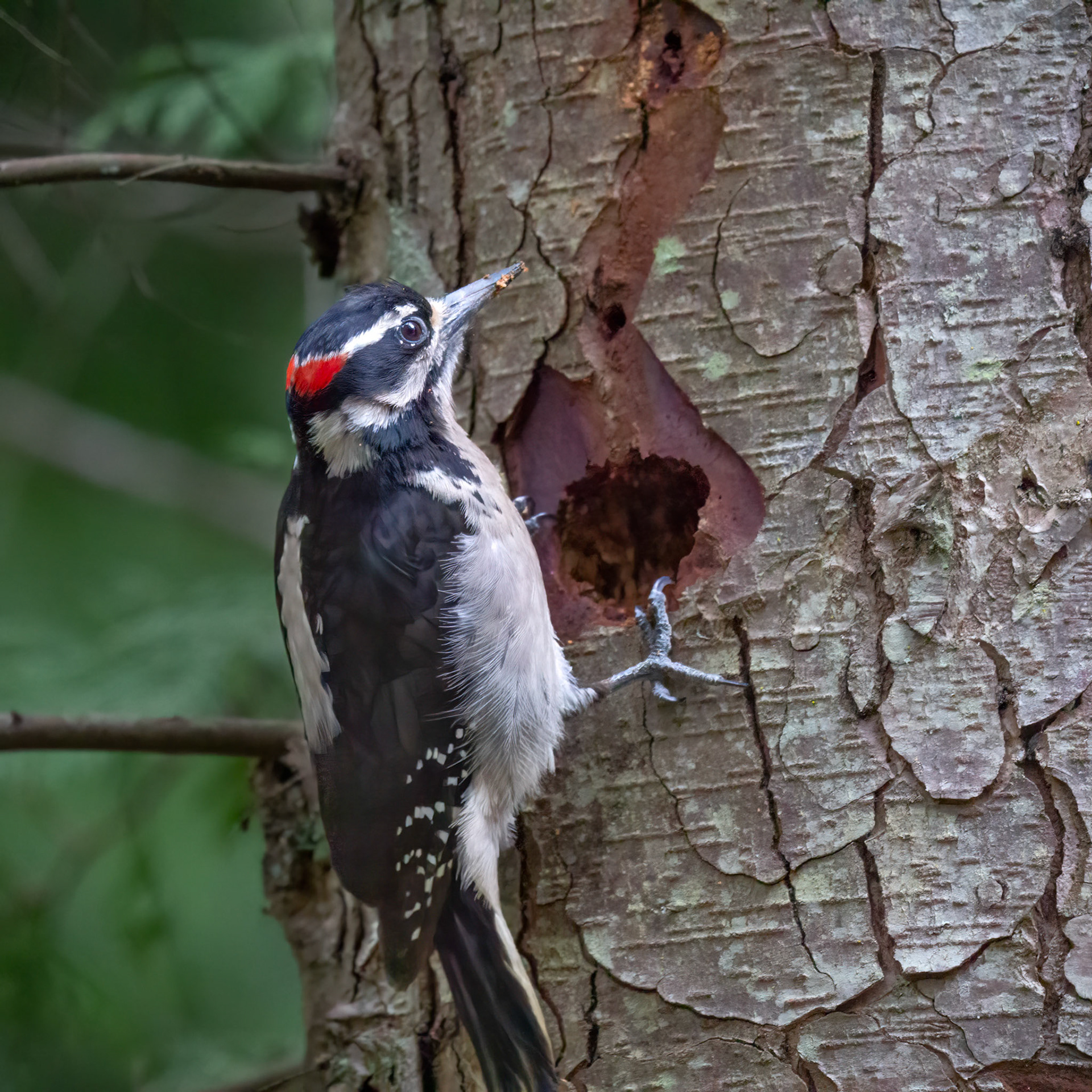 Woodpecker, Port Ludlow, Washington