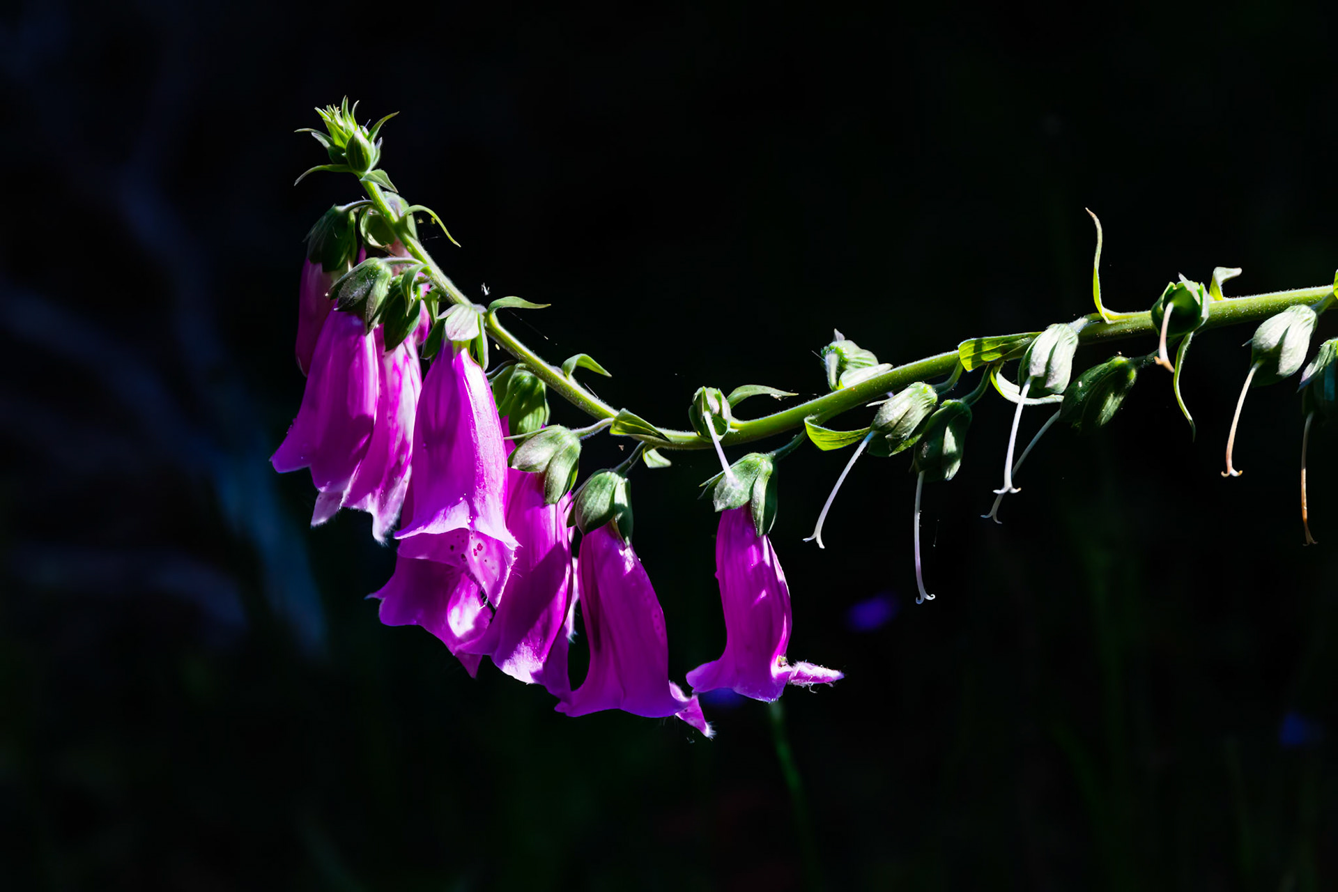 Foxgloves