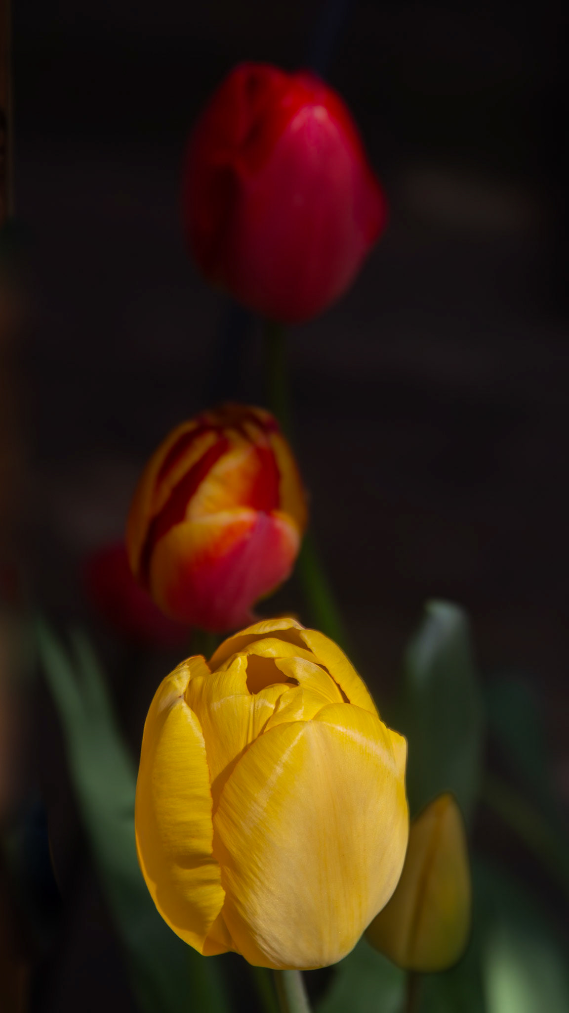 Tulips