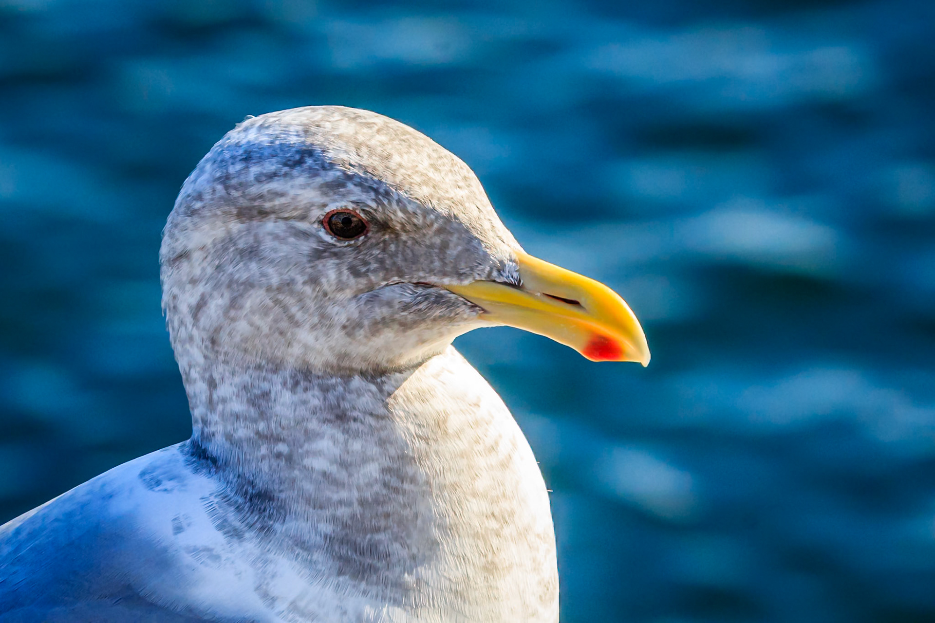 Sea Gull, Port Townsend, Wshington