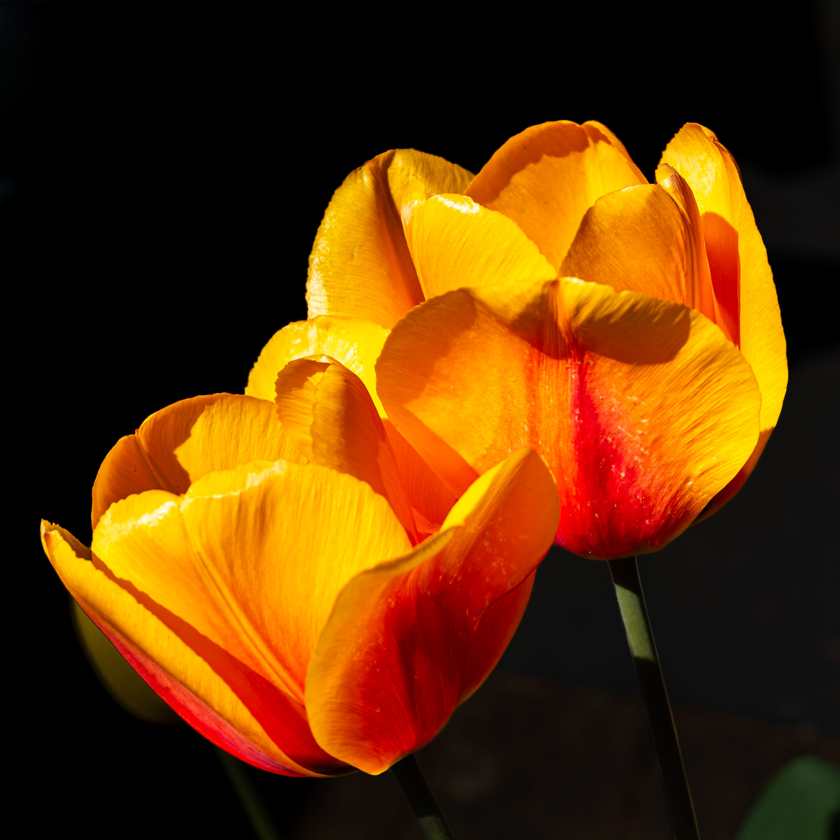 Tulips
