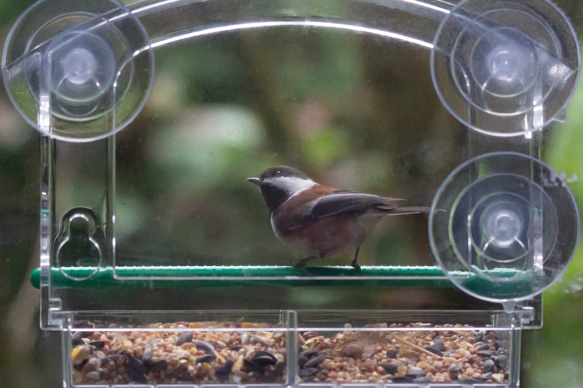 At our bird feeder, Port Ludlow, Washington