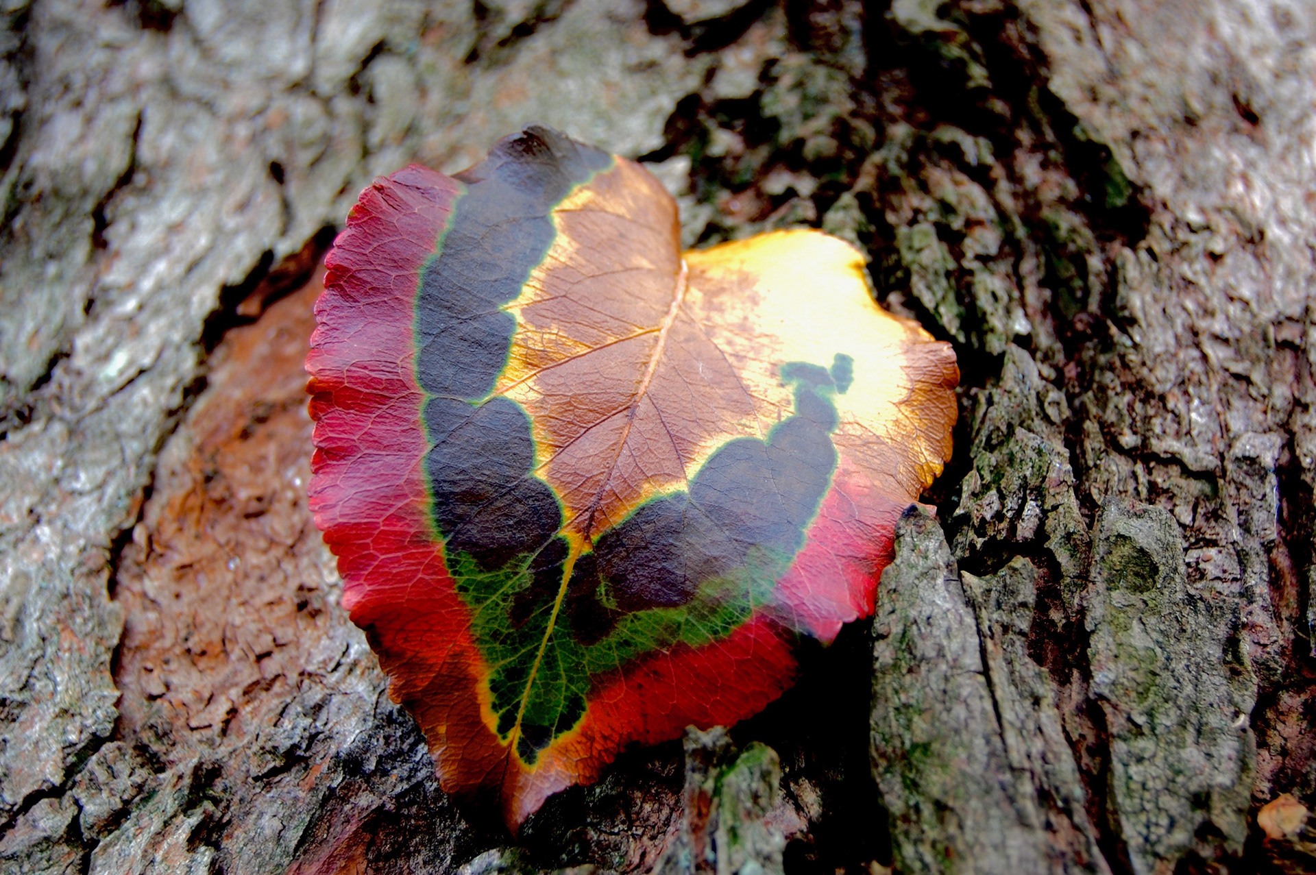 Fall into LOVE